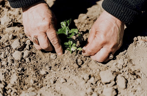 A close up of hands planting a green plant in soil
