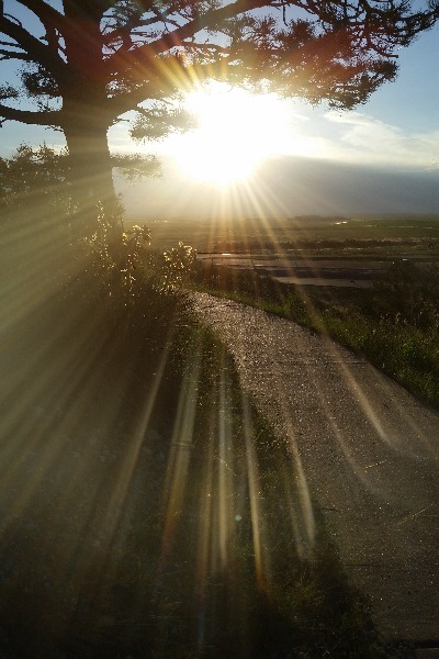 Example of a glare - the sun behind a tree