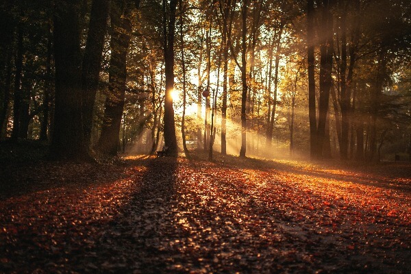 How to beat SAD - Sunlight beams shining through trees