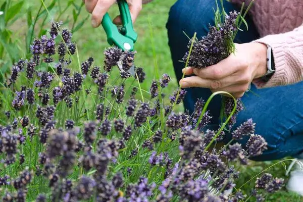 A person pruning lavender in the garden
